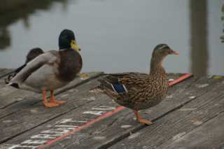 DSC08500.JPG