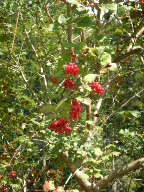 DSCN0334.JPG