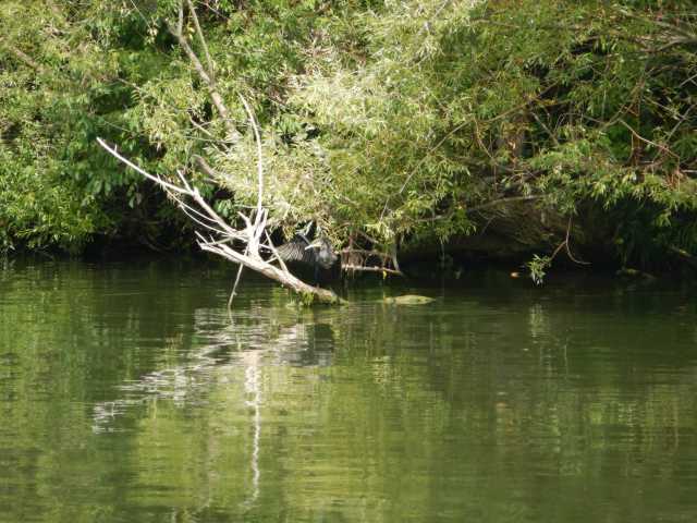 DSCN0611.JPG