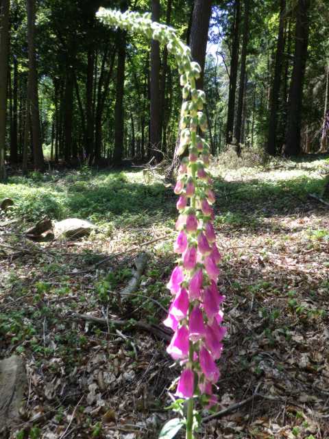 IMGP0484.JPG
