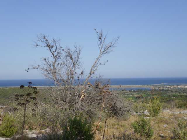 IMGP0593.JPG
