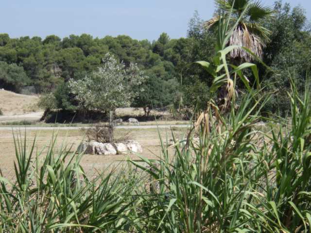 IMGP0619.JPG
