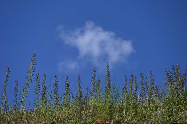 DSC_9336.JPG